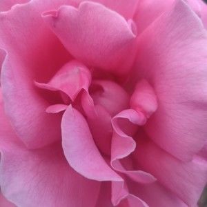 Meet your Posher, Lynn